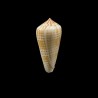 maculospira 2