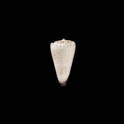 thalassiarchus castrensis 1