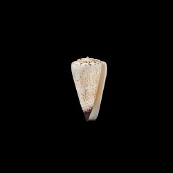 thalassiarchus castrensis 1