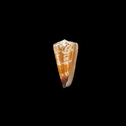 thalassiarchus mariei 1