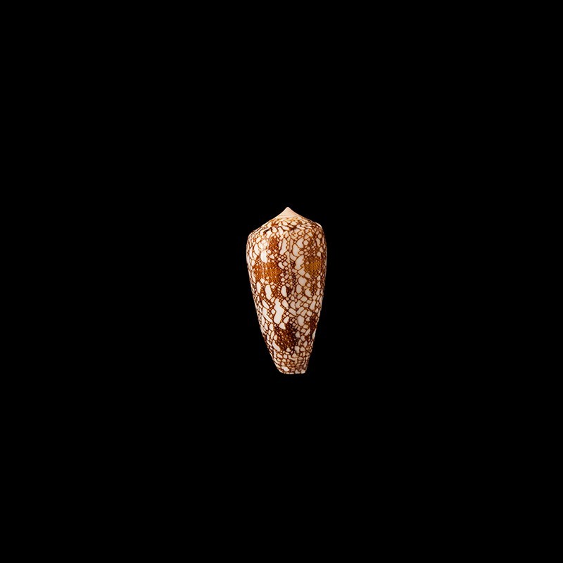 madagascariensis 1