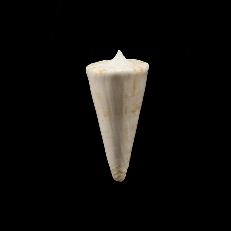 voluminalis 1