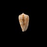 Wittigi Kongaensis 1