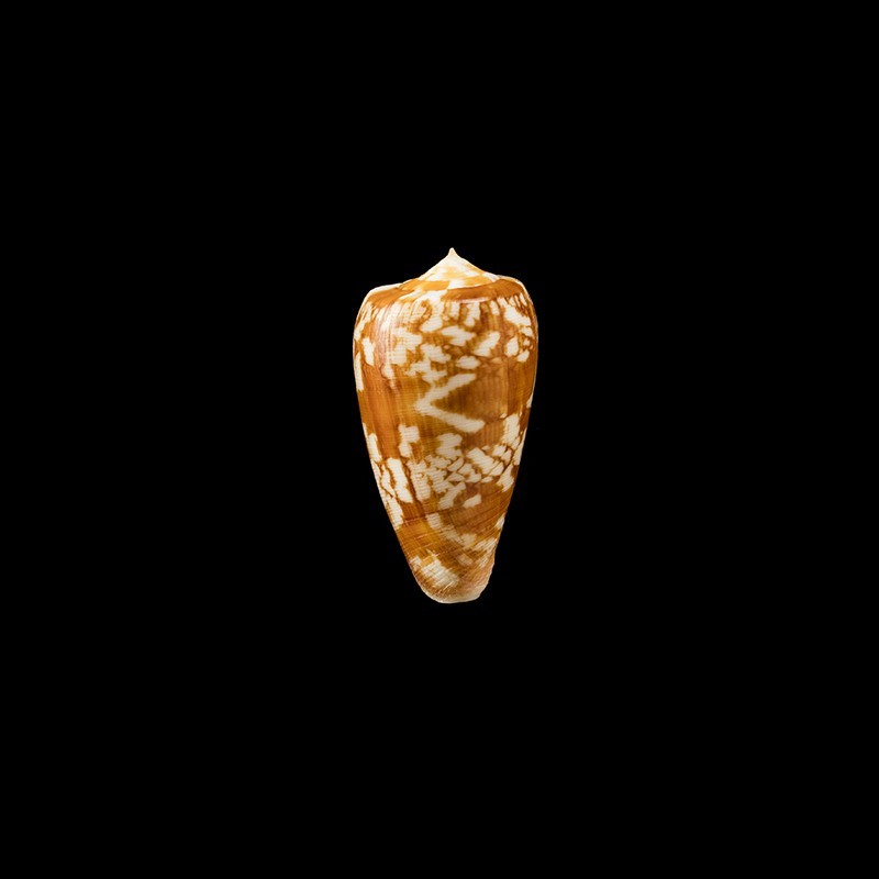 Spectrum Filamentosus 1