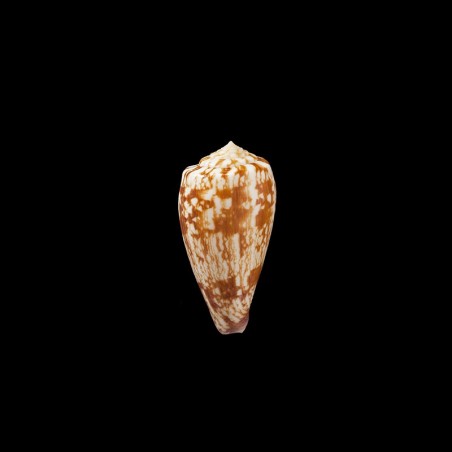 Spectrum Stillatus 1