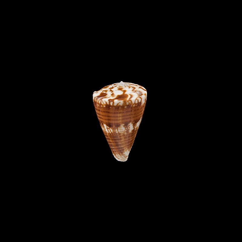 trigonus 1