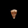 trigonus 1