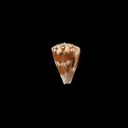 trigonus 1