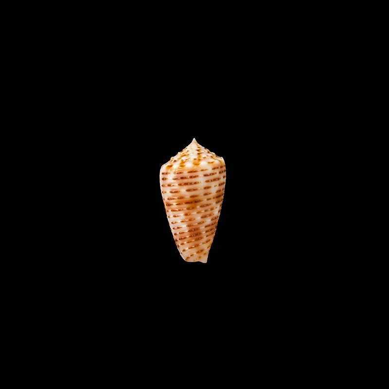 Cebuensis 1