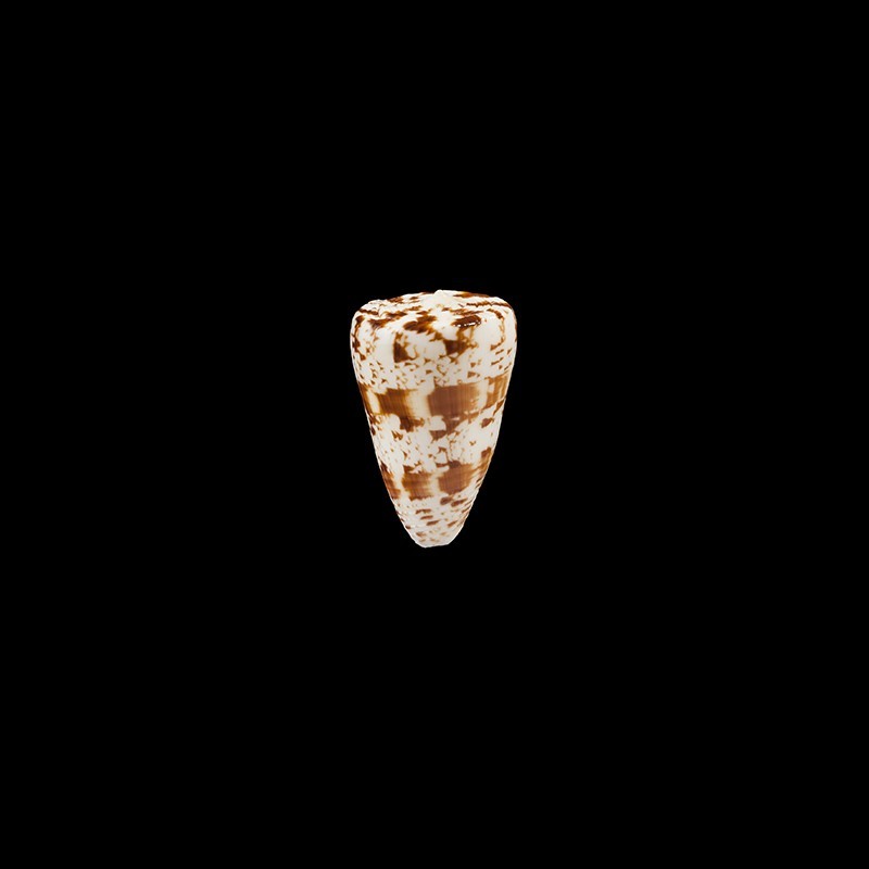 caracteristicus 1