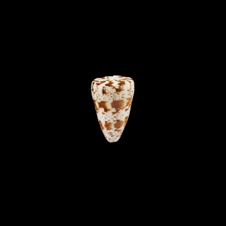 caracteristicus 1