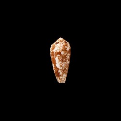 omaria patonganus 1