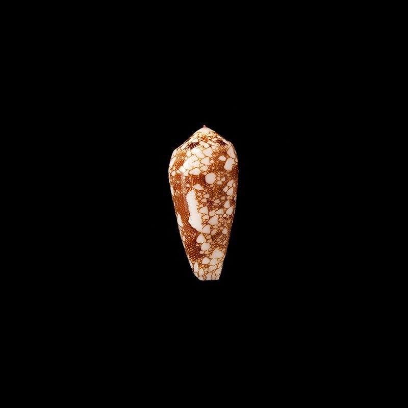 omaria patonganus 1