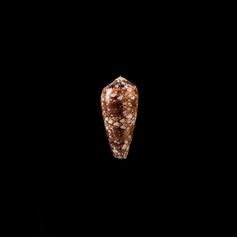 omaria patonganus 2