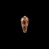 omaria patonganus 2