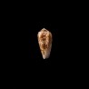 omaria patonganus 2