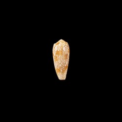 omaria viperinus 1