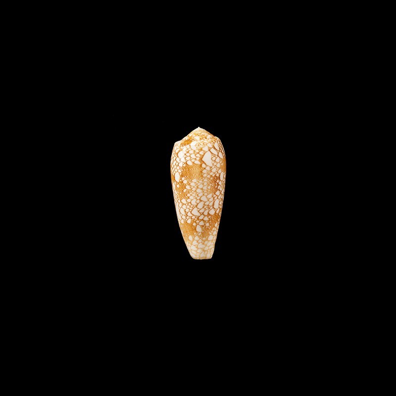 omaria viperinus 1