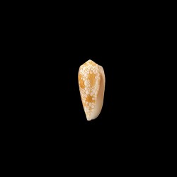 omaria viperinus 1