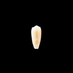 omaria viperinus 2