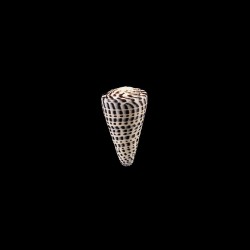 leopardus 3