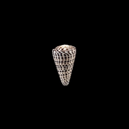 leopardus 3