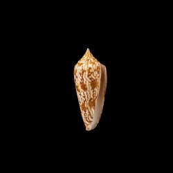 Australis 1