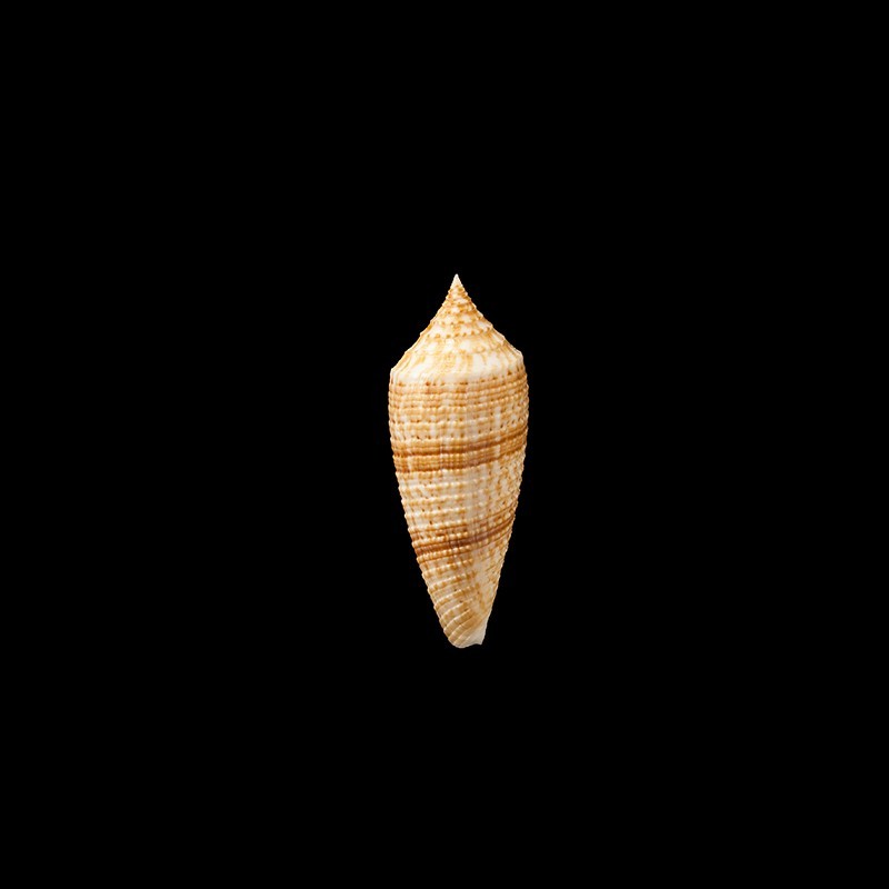 australis 4