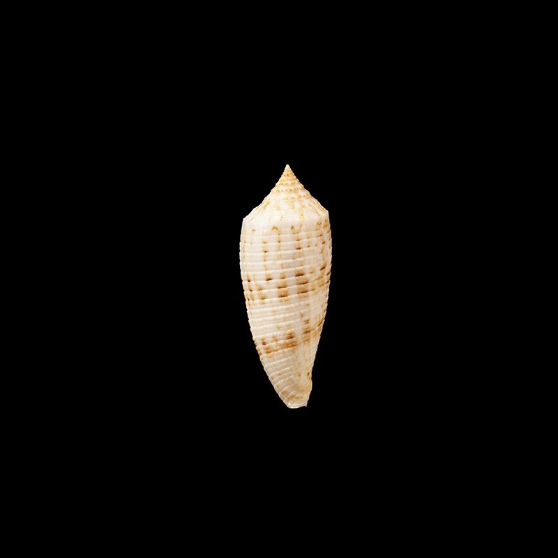 Australis Duplicatus 1