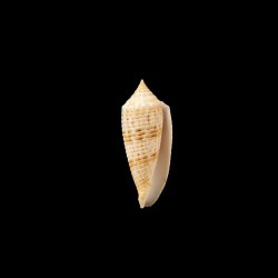 Australis Duplicatus 1