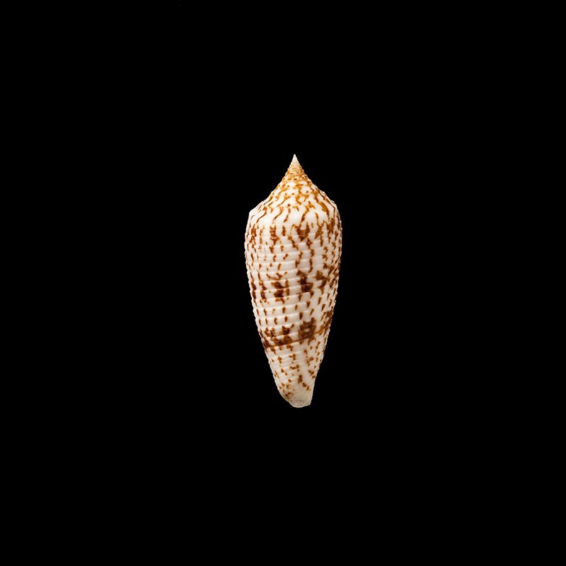 australis duplicatus 2