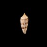 australis duplicatus 2