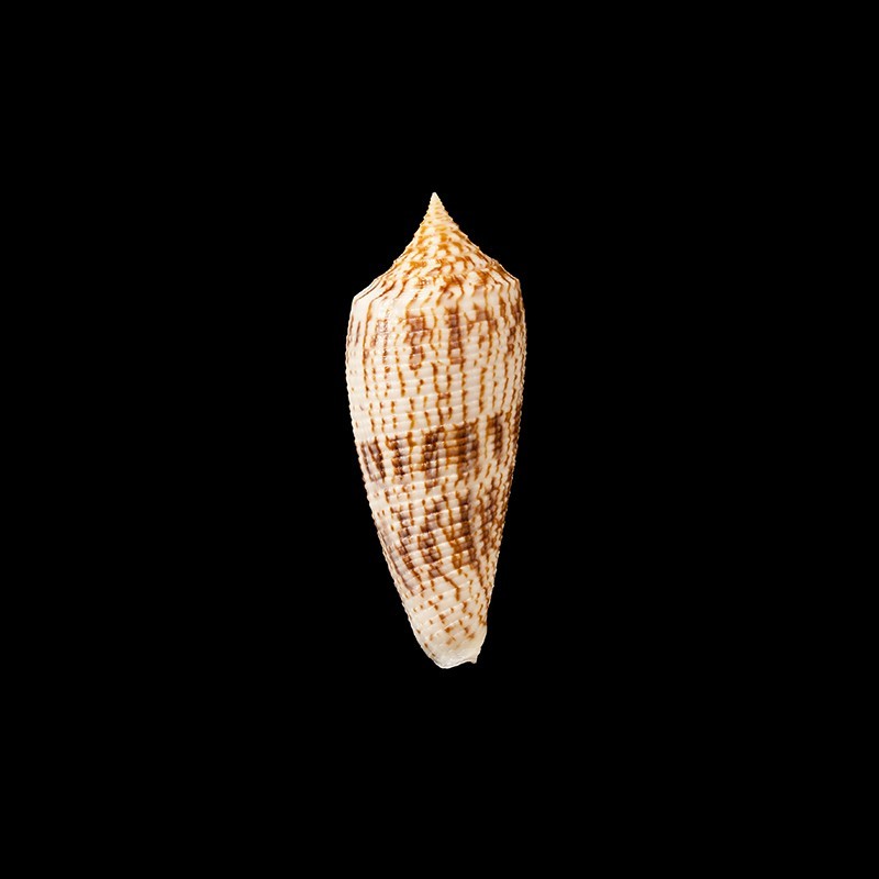 Australis Duplicatus 3