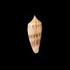 Australis Duplicatus 3