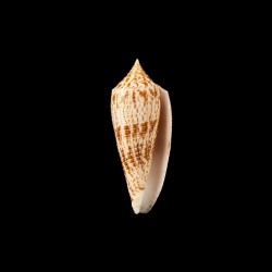 Australis Duplicatus 3