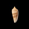 Australis Duplicatus 3