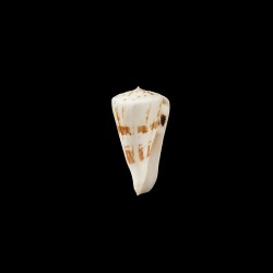 lenavati 1