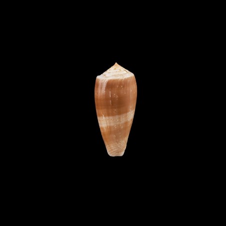 leobottonii 1