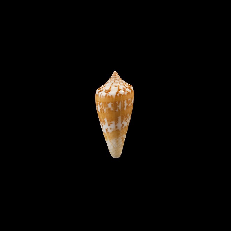 janus 2