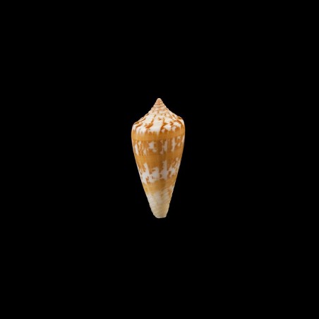 janus 2