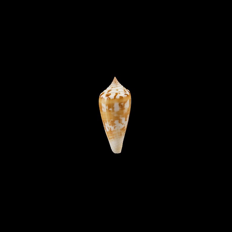 janus 3