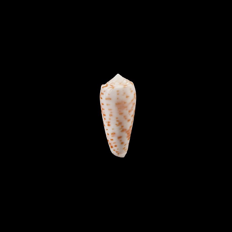 timorensis 1