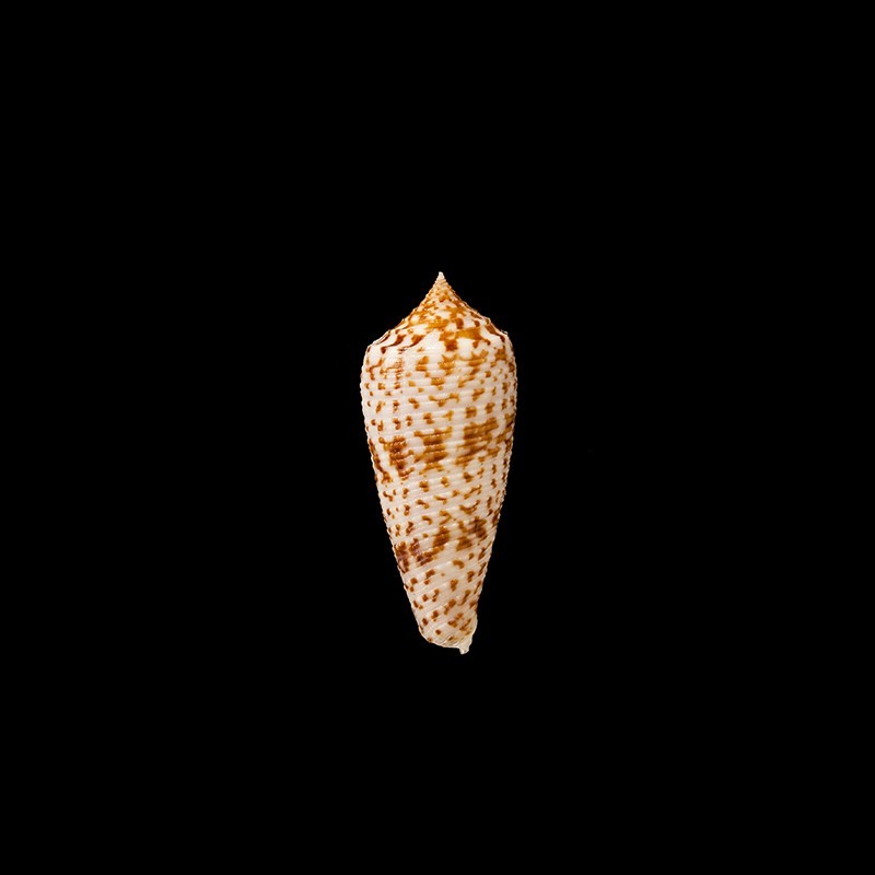laterculatus 1