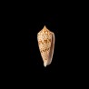 laterculatus 1