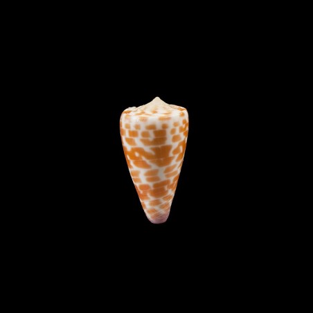 tessulatus 2