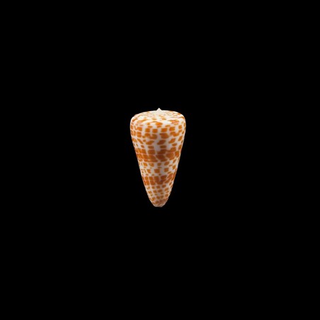 tessulatus 3