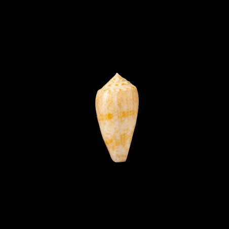 victoriae golden 1