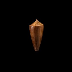 Furvus Neobuxeus 1