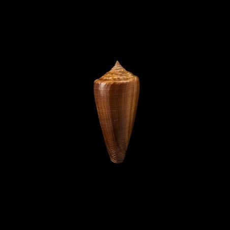 furvus neobuxeus 1