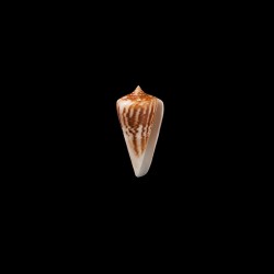 virgatus 1